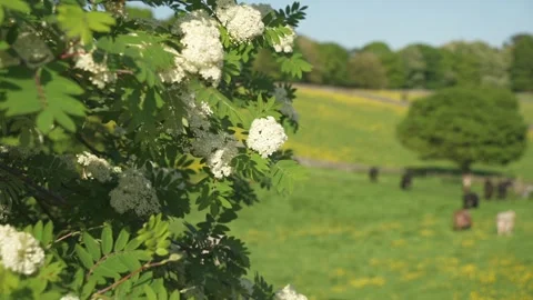 Ashford in the water, Derbyshire, Peak District National Park, England Stock Footage 242094953