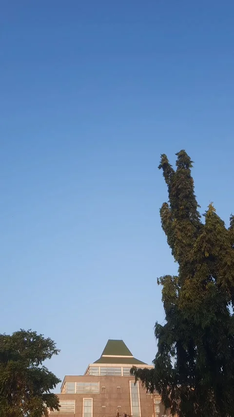 Ashok Tree and Building Top, Vertical 4k Видео 336482680