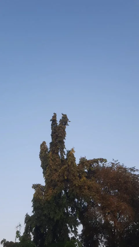 Ashok Tree with Bird Sound, Vertical 4k Stock Footage 336482667
