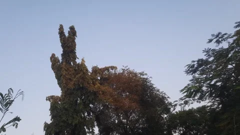 Ashok Tree Stock-Footage 336482678