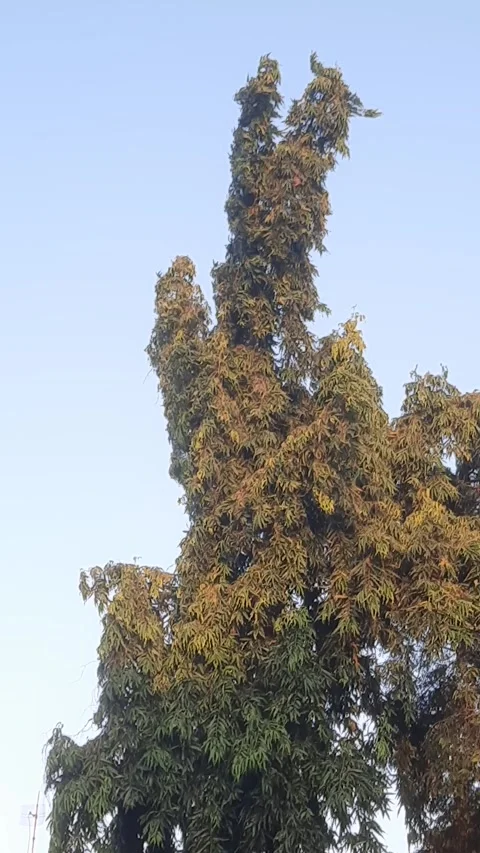 Ashok Tree, Natural Light, Vertical 4k Stock Footage 336482673