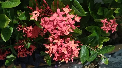 Ashoka flower Stock Footage 209402836