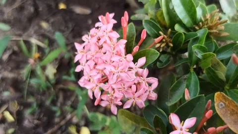 Ashoka flower Video stock 244110391