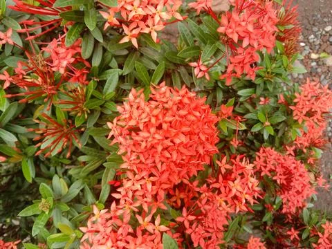 Ashoka Flower Stock Photos