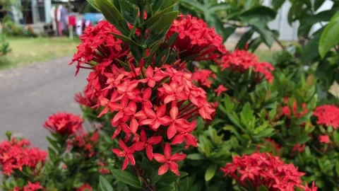 Ashoka flower is red Stock Footage 219907234