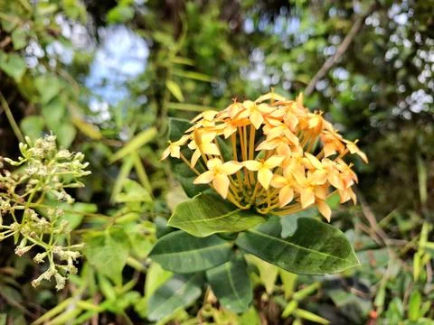 Ashoka flower view with blurred background Stock Photos