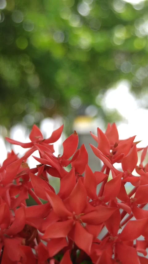 Ashoka flowers Stock-Footage 268724412