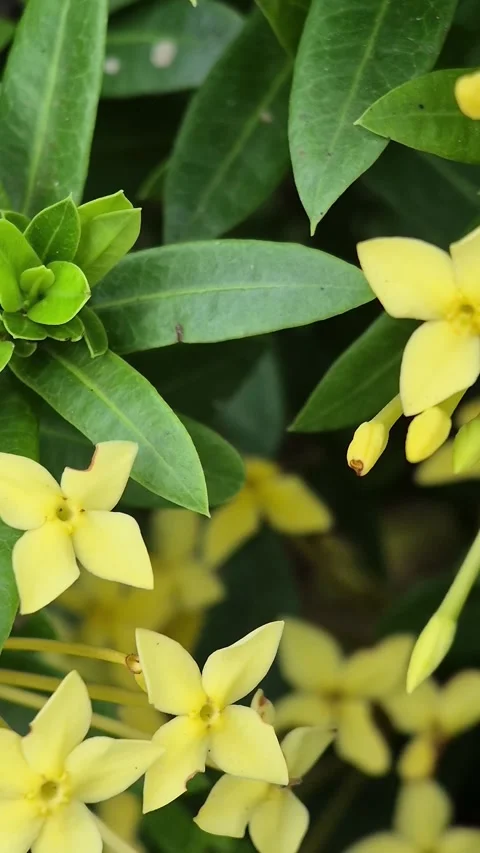 Ashoka flowers Stock Footage 319359264