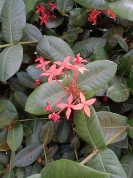 Ashoka flowers Stock Photos