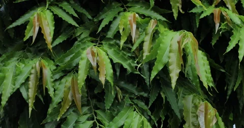 ashoka tree leaves