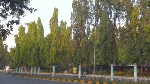 Ashoka Tree India Stock Footage 86668367