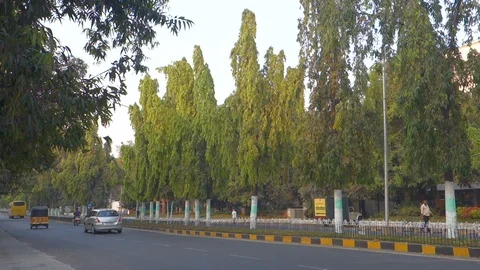 Ashoka Tree India Stock Footage 86668403