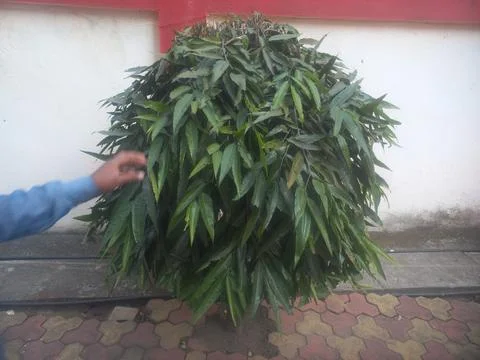 Ashoka tree whose leaves are long like mango leaves,The small Ashoka tree Stock Photos