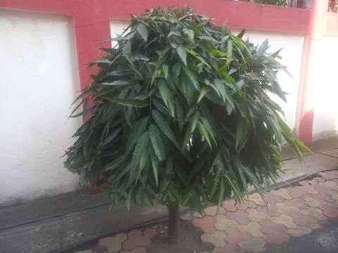 Ashoka tree whose leaves are long like mango leaves,The small Ashoka tree Stock Photos