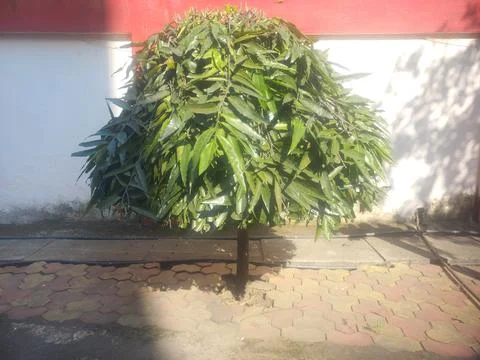 Ashoka tree whose leaves are long like mango leaves,The small Ashoka tree Stock Photos