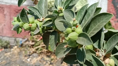 Ashwagandha Stock Footage 235935364