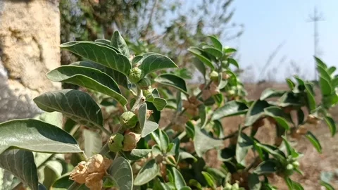 Ashwagandha Stock Footage 235935557