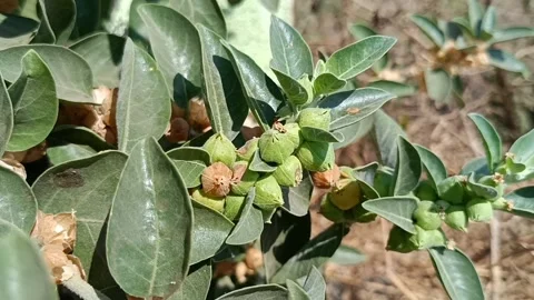 Ashwagandha Stock Footage 235936073