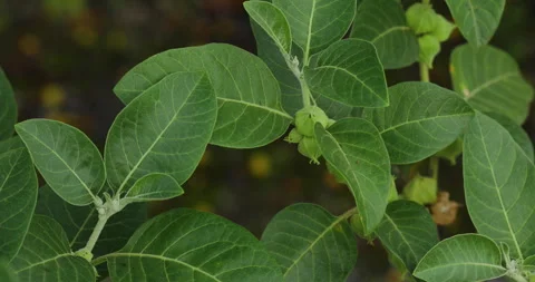 Ashwagandha. Stock Footage 247616341