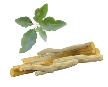 Ashwagandha Stock Illustration