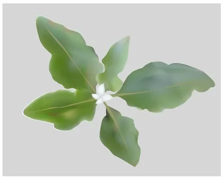 Ashwagandha Stock Illustration