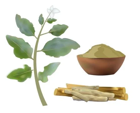 Ashwagandha Stock Illustration