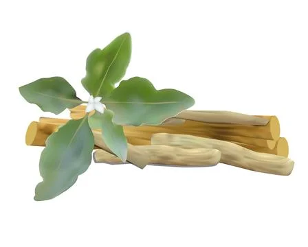 Ashwagandha Stock Illustration