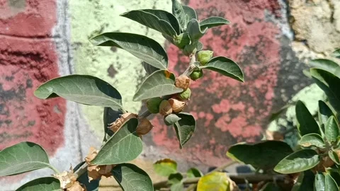 Ashwagandha plants Stock Footage 235936099