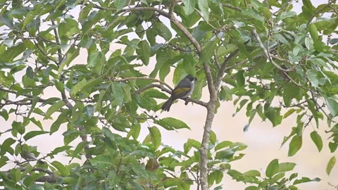 Ashy bulbul perched and gulping down food in in Corbett national park Stock Footage 340514912
