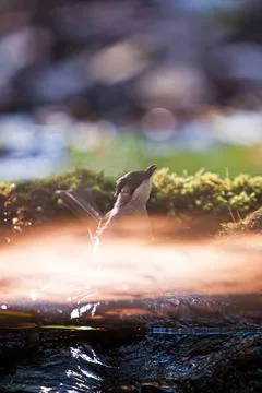 Ashy Bulbul reflection on the water while enjoying a bath. Stock Photos