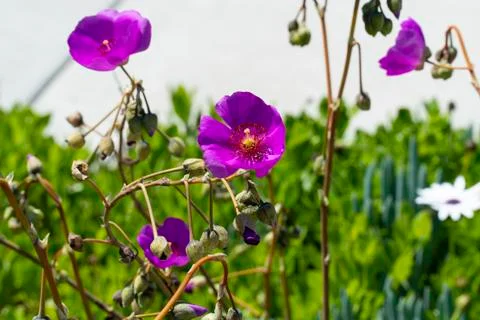 Ashy cranesbill Foto stock