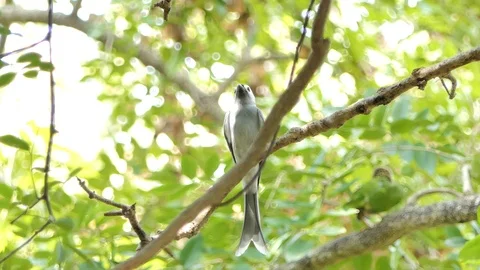 Ashy Drongo bird on branch. Stock-Footage 98157637