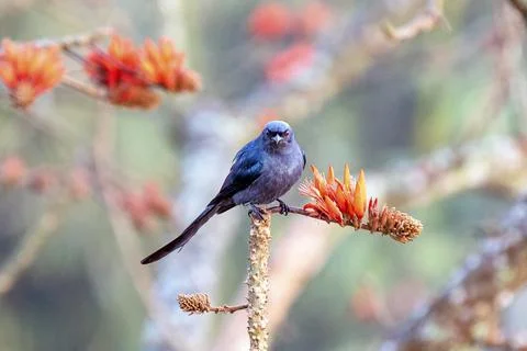 An Ashy Drongo Bird Perched On Bright Orange Flowers Among Branches Stock Photos