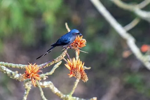 An Ashy Drongo Bird Perched On Bright Orange Flowers Among Branches Stock Photos