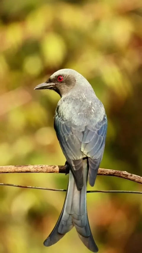 Ashy drongo bird perched on a thin branch against a blurred natural background Stock Footage 335491362