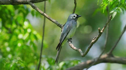 Ashy Drongo Bird Perched on Tree Branch Vidéo 328688805
