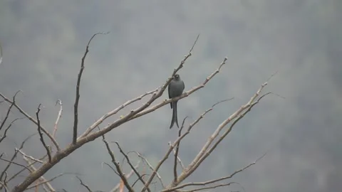 An ashy drongo bird sitting on branch Stock Footage 273494368