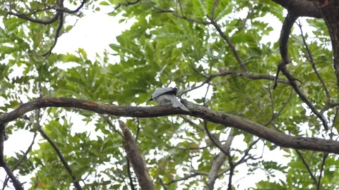 Ashy Drongo bird in tropical rain forest. Video stock 101955751