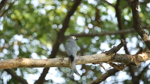 Ashy Drongo on branch tree. Stock Footage 103466382