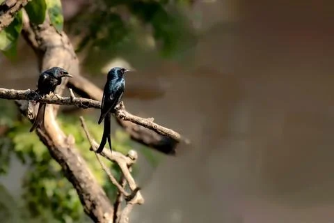 Ashy Drongo couple on the tree Stock Photos