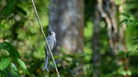 Ashy Drongo, Dicrurus leucophaeus; perching on a vine in the jungle as it Stock Footage 123045449