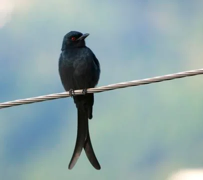 Ashy Drongo (Dicrurus Leucophaeus) Stock-Fotos