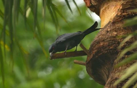 Ashy drongo Stock Photos