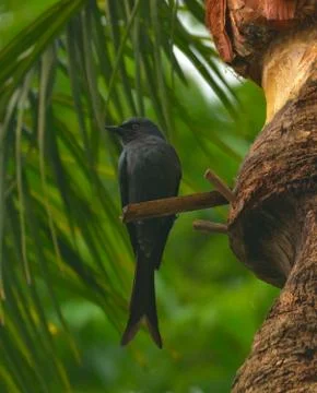 Ashy drongo Stock Photos