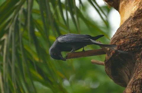 Ashy drongo Stock Photos