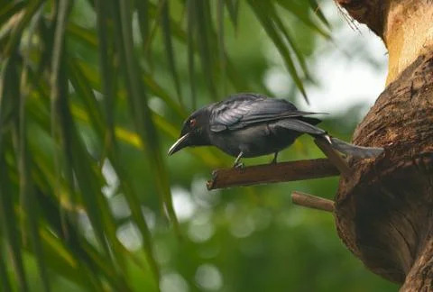 Ashy drongo Foto stock