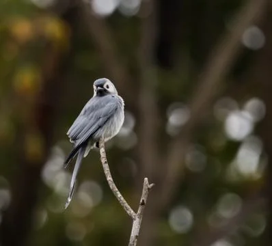 Ashy Drongo on tree in park. Stock Photos