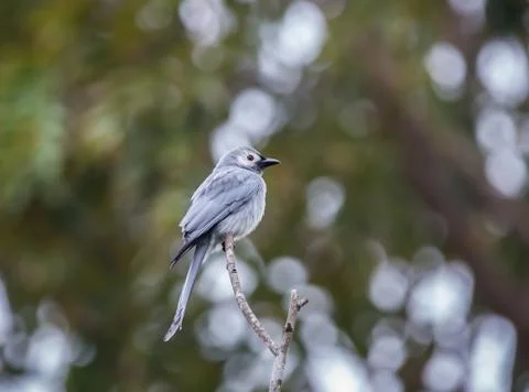 Ashy Drongo on tree in park. Stock Photos