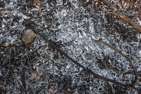 Ashy gray surface, burnt plants, grass and branches on the scorched earth. Фото