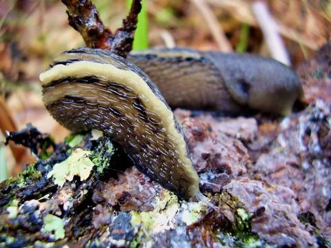 Ashy Grey Slug. Stock Photos